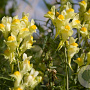 Linaria vulgaris GM P9
