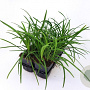 Liriope muscari 'Big Blue' GM P9