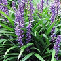 Liriope muscari 'Lilac Wonder' GM P9