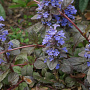 Ajuga reptans 'Atropurpurea' GM P9 BIO