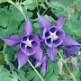 Aquilegia alpina GM P9 BIO