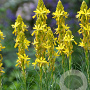 Asphodeline lutea GM P9 BIO