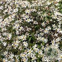 Aster ericoides 'Lovely' GM P9 BIO