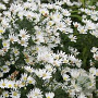 Aster (U) 'Monte Cassino' GM P9 BIO
