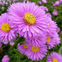 Aster n.-b. 'Patricia Ballard' GM P9 BIO