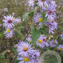 Aster puniceus GM P9 BIO