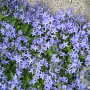 Campanula garganica GM P9 BIO