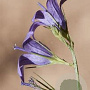 Campanula rapunculus GM P9 BIO
