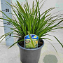 Carex morrowii GM P9 BIO