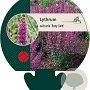 Lythrum sal. 'Rosy Gem' GM P9