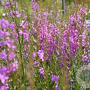 Lythrum virgatum 'Helene' GM P9