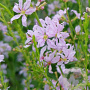 Lythrum virgatum 'Joy' GM P9