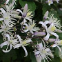 Clematis 'Praecox' GM P9 BIO