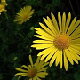 Doronicum pardalianches GM P9 BIO