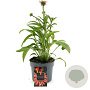 Echinacea Lakota Orange GM 2,0L