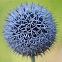 Echinops ritro GM P9 BIO