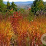 Miscanthus 'Purpurascens' GM C5
