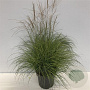 Miscanthus sin. 'Adagio' 80-100 cm 12L