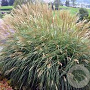 Miscanthus sin. 'Adagio' GM  P11