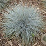 Festuca ovina GM P9 BIO