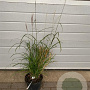 Miscanthus sin. 'Dronning Ingrid' GM C5