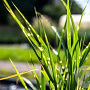 Miscanthus sin. 'Giraffe' GM  P11