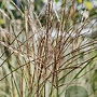 Miscanthus sin. 'Gnome' GM C5