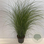 Miscanthus sin. 'Gracillimus' 100-125 cm 12L