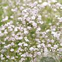 Gypsophila 'Rosenschleier' GM P9 BIO