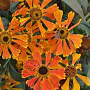 Helenium 'Waltraut' GM P9 BIO