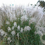 Miscanthus sin. 'Grosse Fontäne' GM  P11
