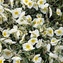 Helianthemum 'The Bride' GM P9 BIO