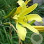Hemerocallis citrina GM P9 BIO