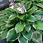 Hosta 'Fortunei Aureomarginata' GM P9 BIO