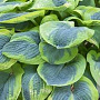 Hosta sieb. 'Frances Williams' GM P9 BIO