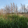 Miscanthus sin. 'Rotfuchs' GM 12L