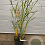 Miscanthus sin. 'Silberfeder' GM C5