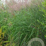 Miscanthus sin. 'Silberturm' GM C5