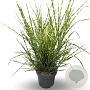 Miscanthus sin. 'Strictus' 100-125 cm 12L