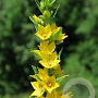 Lysimachia vulgaris GM P9 BIO