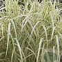Miscanthus sin. 'Variegatus' GM C5