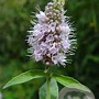 Mentha longifolia GM P9 BIO