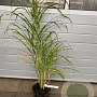 Miscanthus sin. 'Zebrinus' GM C5