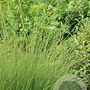 Molinia arund. 'Fontäne' GM P9