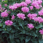Monarda Petite Delight GM P9 BIO