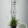 Molinia arund. 'Karl Foerster' GM C5