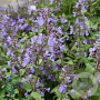 Nepeta grandiflora 'Wild Cat' GM P9 BIO