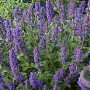 Nepeta 'Senior' GM P9 BIO