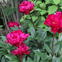 Paeonia (LD) 'Karl Rosenfield' GM P9 BIO
