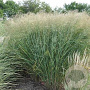Panicum virgatum 'Cloud Nine' GM P9 BIO